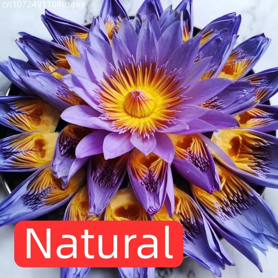 Natural Dried Lotus Blossoms — Sun Dry & Freeze Dry | Ritual, DIY & Home Decor | Your Ritual Hub