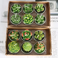 12pcs Mini Cactus Candles Succulent Greenery Candles Flameless - Your Ritual Hub 